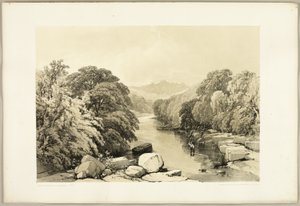 Ask, Sycamore och Ek, från The Park and the Forest av James Duffield Harding