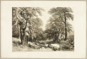 Bokträd i Arundale Park, från The Park and the Forest av James Duffield Harding