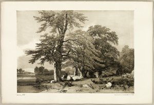 Bok, från Parken och skogen av James Duffield Harding