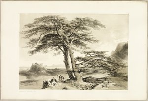 Cederträd från Libanon, från Parken och skogen av James Duffield Harding
