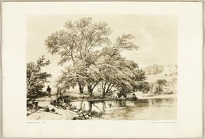 Common Willow, från Parken och Skogen av James Duffield Harding
