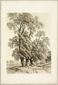 Alm, från Parken och skogen av James Duffield Harding