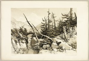 Lärk, från Parken och Skogen av James Duffield Harding