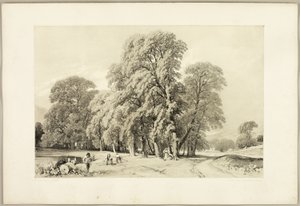 Plataner, från Parken och Skogen av James Duffield Harding