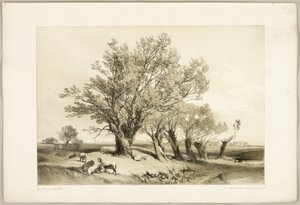 Pollard Willow, från Parken och skogen av James Duffield Harding