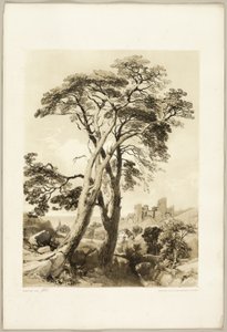 Scotch Fir, från The Park and the Forest av James Duffield Harding