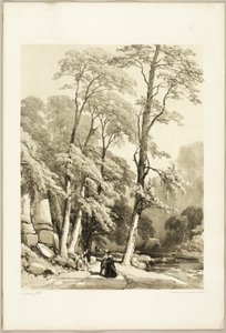 Sycamore, från Parken och skogen av James Duffield Harding