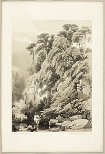 Wych Elm and Firs, från The Park and the Forest av James Duffield Harding
