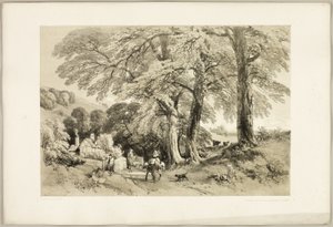 Wych Elm, från Parken och skogen av James Duffield Harding