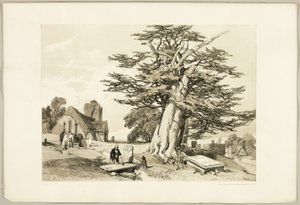 Yew, från Parken och skogen av James Duffield Harding