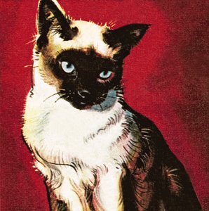 Siamesisk katt av James Edwin McConnell