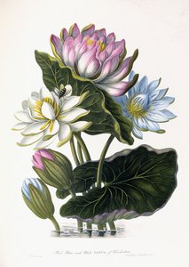 Röd, blå och vit Lotus, av Hindostan, 1781 av James Forbes