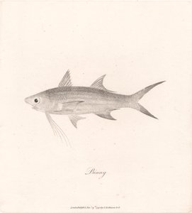 Binny av James Heath