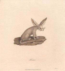 Fennec av James Heath
