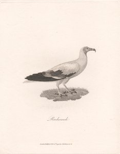 Rachamah av James Heath
