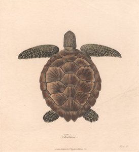 Sköldpadda