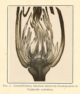 [Vy över Clematis Japonica - Längsgående sektion] av James Hornell