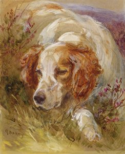 En spaniel (wc och kroppsfärg på papper)