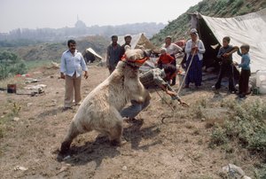 Ett zigenskt björnnummer repeterar inför en karneval med romer. Nära Istanbul, Turkiet. av James L Stanfield