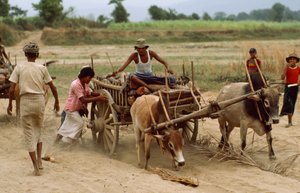 En oxkärra fastnar i det tunga dammet på en dålig väg. Byn Sebin, Burma. av James L Stanfield