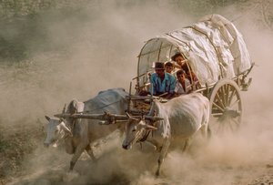 Tävlingar med oxevagnar markerar fullmånedagen i Kason. Patheingyi, öster om Mandalay, Burma. av James L Stanfield