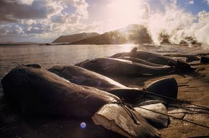 Slaktade valar ligger på stranden efter en jakt. FRENCHMAN BAY NÄRA ALBANY, VÄST... av James L Stanfield