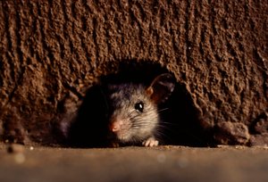 Närbilder av brunråttor, attus norvegicus