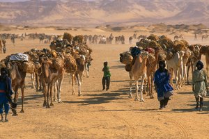 Saltkamelkaravan utanför Fachi. NÄRA FACHI, NIGER.