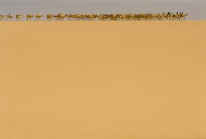 Saltkaravan på väg till Agadez, Nigeria. PÅ VÄG TILL AGADEZ, NIGERIA, NIGER. av James L Stanfield