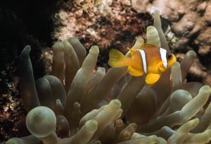 Undervattensfiske utanför EiLAT, ISRAEL, AQABA-GULFEN (DEL AV RÖDA HAVET). UNDERVATTENS UTANFÖR... av James L Stanfield