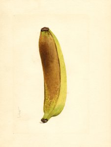 Banan (Musa) (akvarell) av James Marion Shull