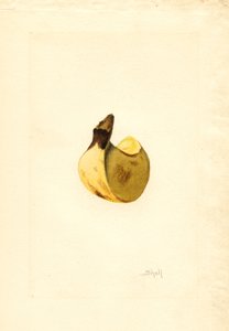 Banan (Musa) (akvarell) av James Marion Shull