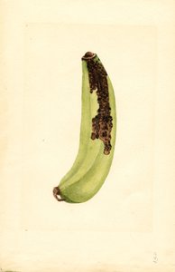 Banan (Musa) (akvarell)