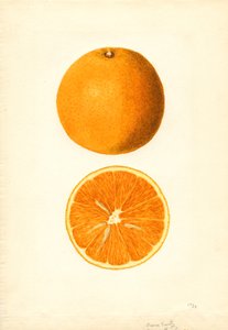 Boone Early Oranges (Citrus sinensis) (akvarell)