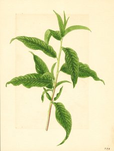 Gren med gröna blad från Elberta persikoträd (Prunus persica: Elberta) (akvarell)