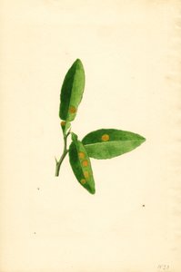 Sjukt blad från apelsinträd (Citrus aurantium) (akvarell)