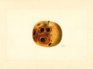 Grimes äpple (Malus domestica) (akvarell)