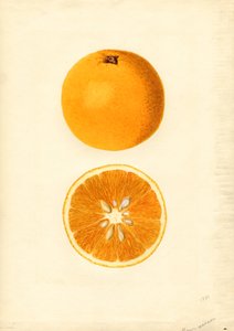Homosassa Apelsiner (Citrus sinensis) (akvarell)