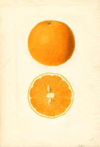 Jaffa apelsiner (Citrus sinensis) (akvarell)