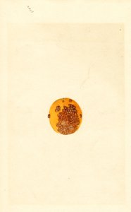 Apelsin (Poncirus trifoliata) (akvarell)
