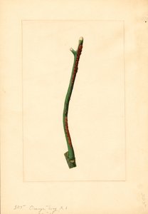 Kvist av apelsinträd (Citrus sinensis: Valencia) (akvarell) av James Marion Shull