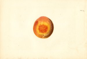 Persika (Prunus persica: Elberta) (akvarell)