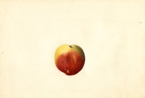 Persika (Prunus persica: Elberta) (akvarell)