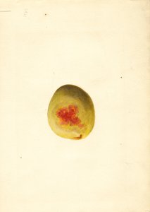 Persika (Prunus persica: Elberta) (akvarell)