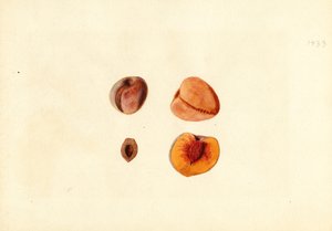 Persikor (Prunus persica: Hutchkins) (akvarell)