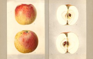 Wilson Juni Äpplen (Malus domestica) (akvarell)