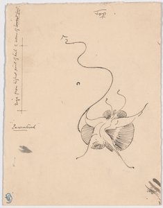 Fjäril "Encountered" (recto); Skiss till bakstycke (verso)