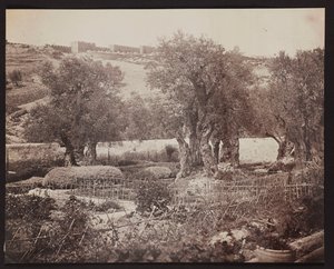 Getsemane [Jerusalem. Olivberget] av James Robertson