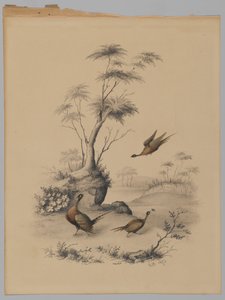 Tre fasaner, 1873 (grafit & wc på papper) av James Ryder van Brunt