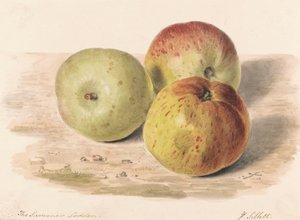 Sommaren Lodden, sept. 1832: En stillebensstudie av tre äpplen